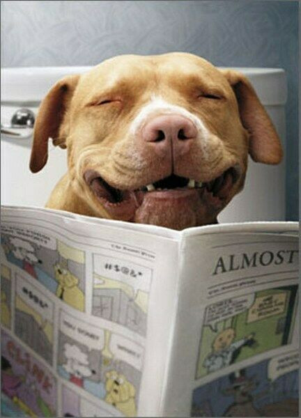 Funny Dog Birthday Wishes
 Dog Reading Funnies Funny Birthday Card Greeting Card by