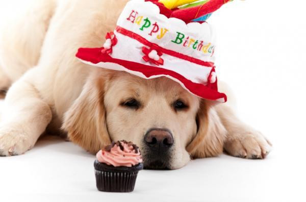 Funny Dog Birthday Wishes
 Happy Birthday Quotes For Dogs QuotesGram