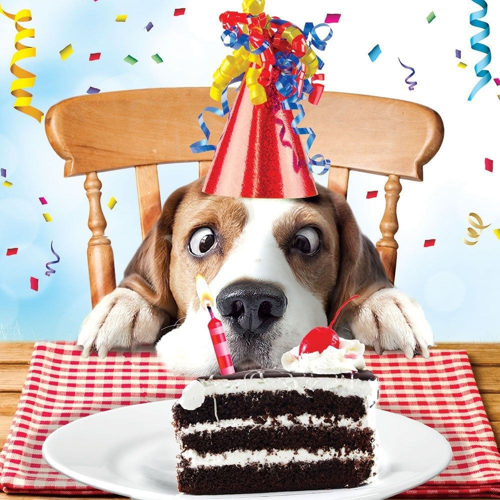 Funny Dog Birthday Wishes
 Beagle Luxury Glitter Funny Birthday Greeting Card Dog
