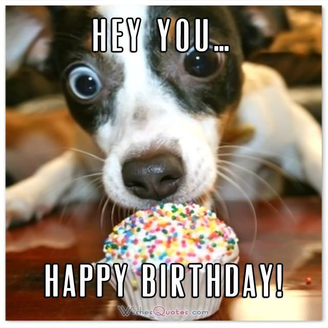 Funny Dog Birthday Wishes
 The 25 dog birthday wishes that you need to add humor to