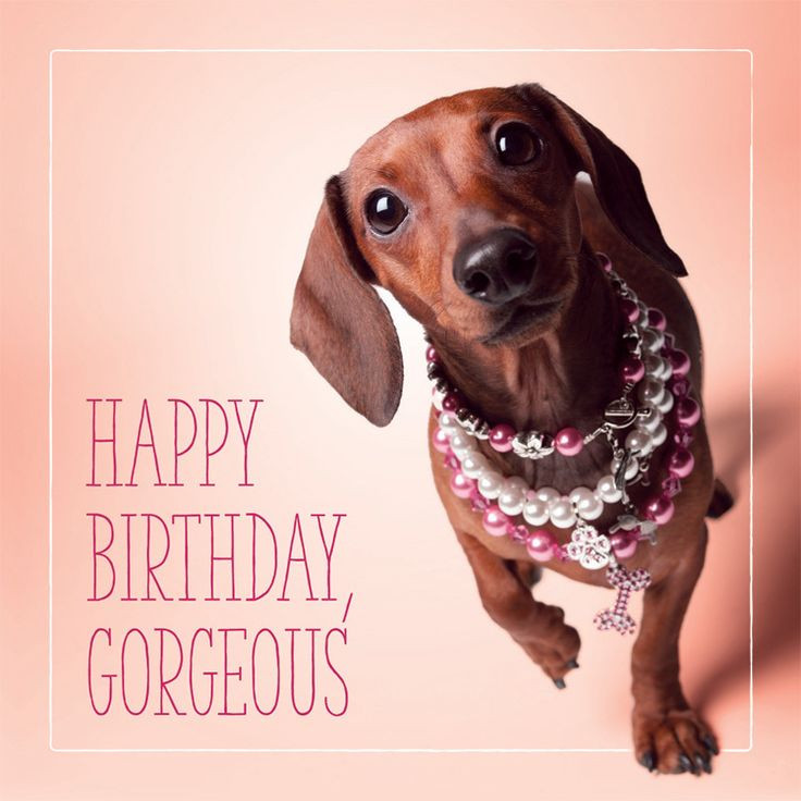 Funny Dog Birthday Wishes
 Best 25 Happy birthday dog meme ideas on Pinterest