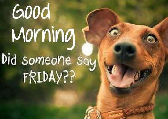 Funny Friday Morning Quotes
 Good Morning Did Someone Say Friday s and