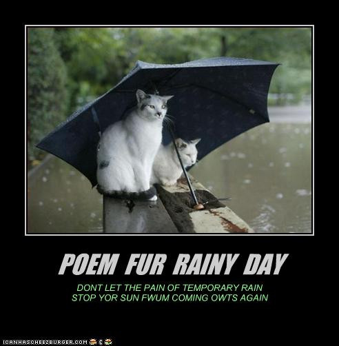 Funny Rain Quotes
 Rainy Day Quotes Funny Animals QuotesGram