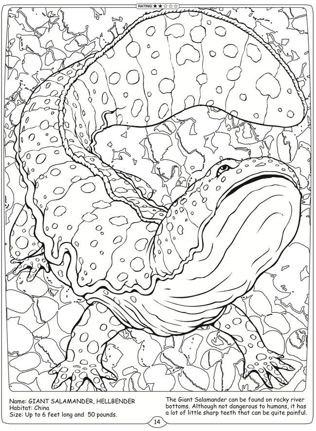 Giant Coloring Books For Adults
 76 best images about Fun Things To Print on Pinterest