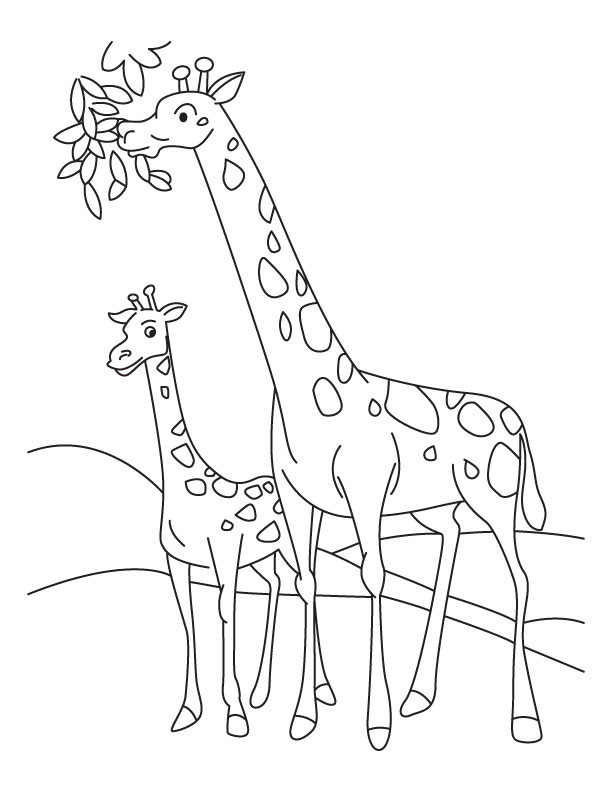 Giraffe Coloring Pages Printable
 Coloring Pages for Kids Giraffe Coloring Pages for Kids