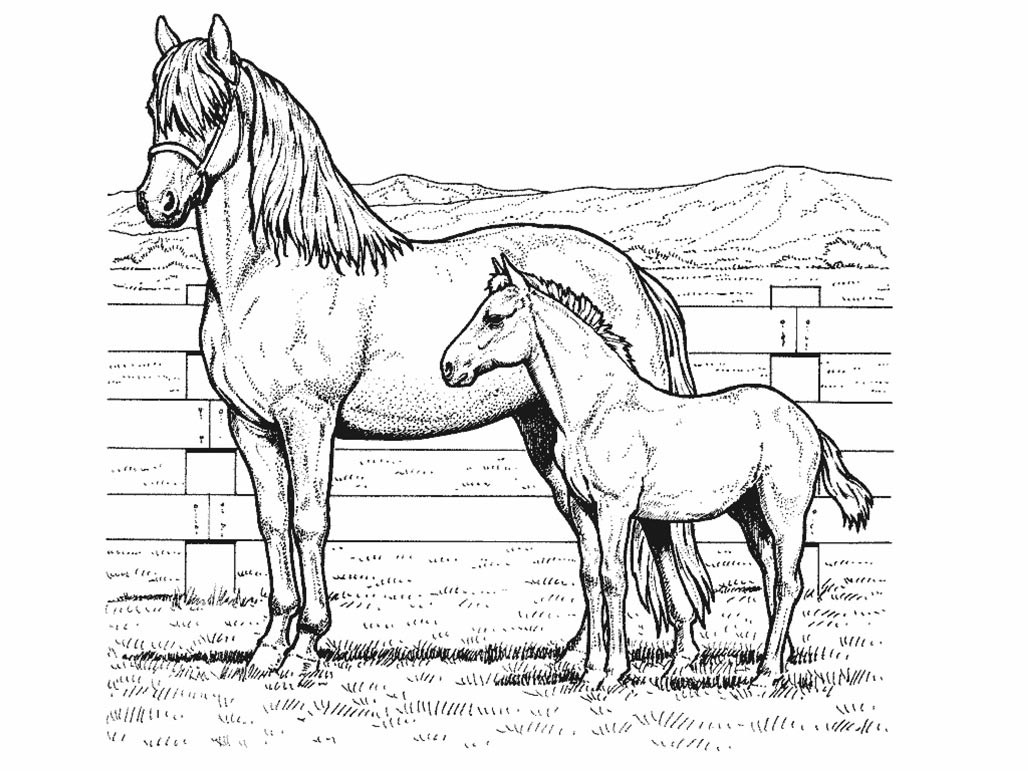 Horse Coloring Pages For Older Kids
 Horse coloring pages for kids
