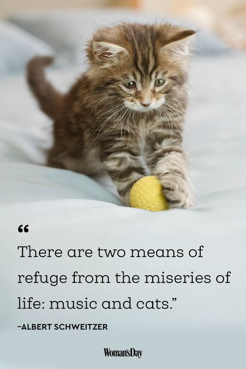 Inspirational Cat Quotes
 Best Cat Quotes 20 Cute Cat Sayings That Describe Your Cat
