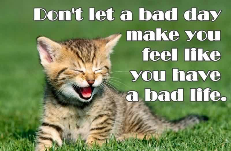 Inspirational Cat Quotes
 Inspirational Quotes About Cats QuotesGram