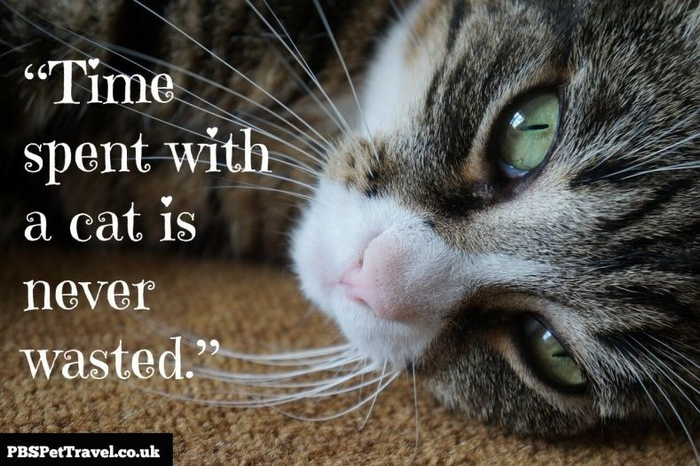 Inspirational Cat Quotes
 Image result for inspirational cat quotes