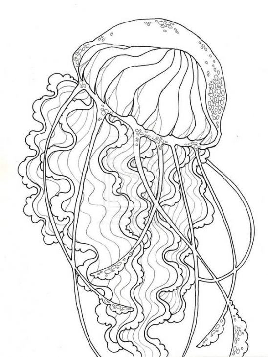 Jellyfish Coloring Pages For Adults
 Realistic Jellyfish Free Printable Coloring Page For