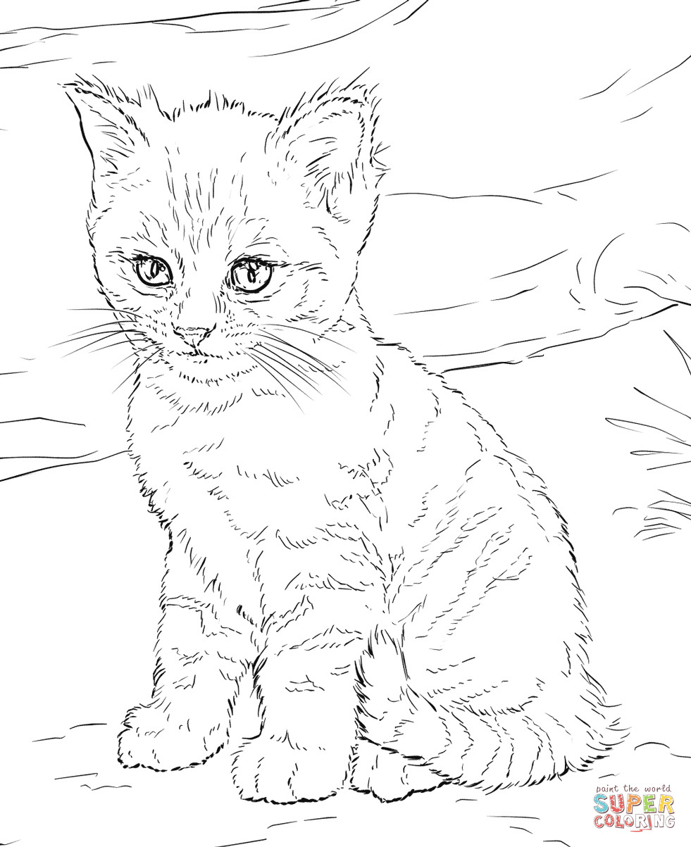Kitten Printable Coloring Pages
 Cute Kitten coloring page