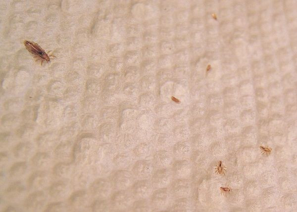 Lice In Baby Hair
 How to Get Rid Lice on Furniture