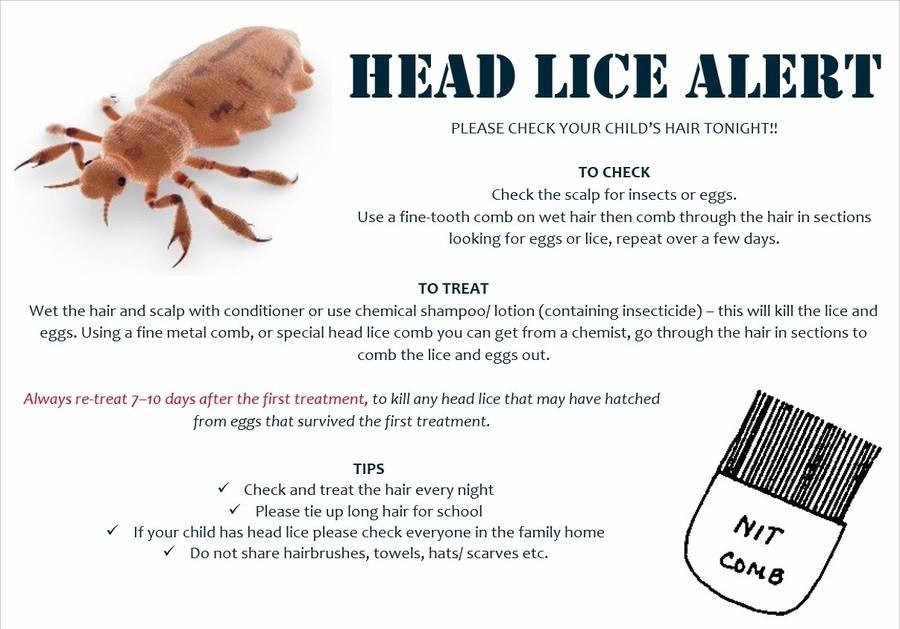 Lice In Baby Hair
 Head Lice Temple Learning Academy