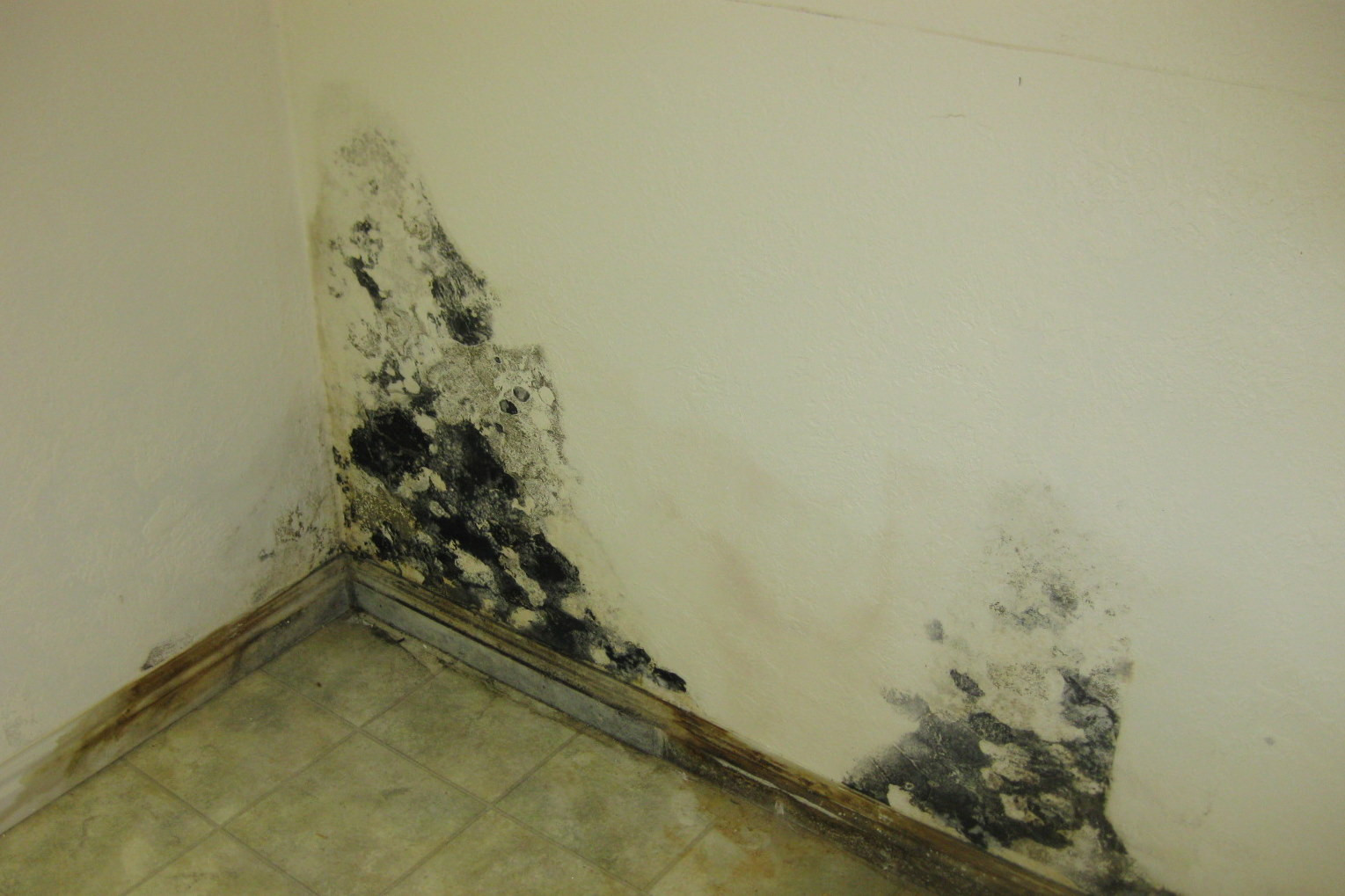 Mold On Wall In Bedroom
 How To Get Rid Molds The Walls Your House
