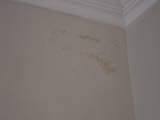 Mold On Wall In Bedroom
 Mould and mildew on bedroom walls Picture of The Park
