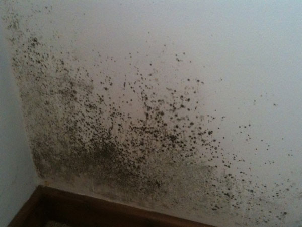 Mold On Wall In Bedroom
 Universal Tile Ventilators MOULD PROBLEMS