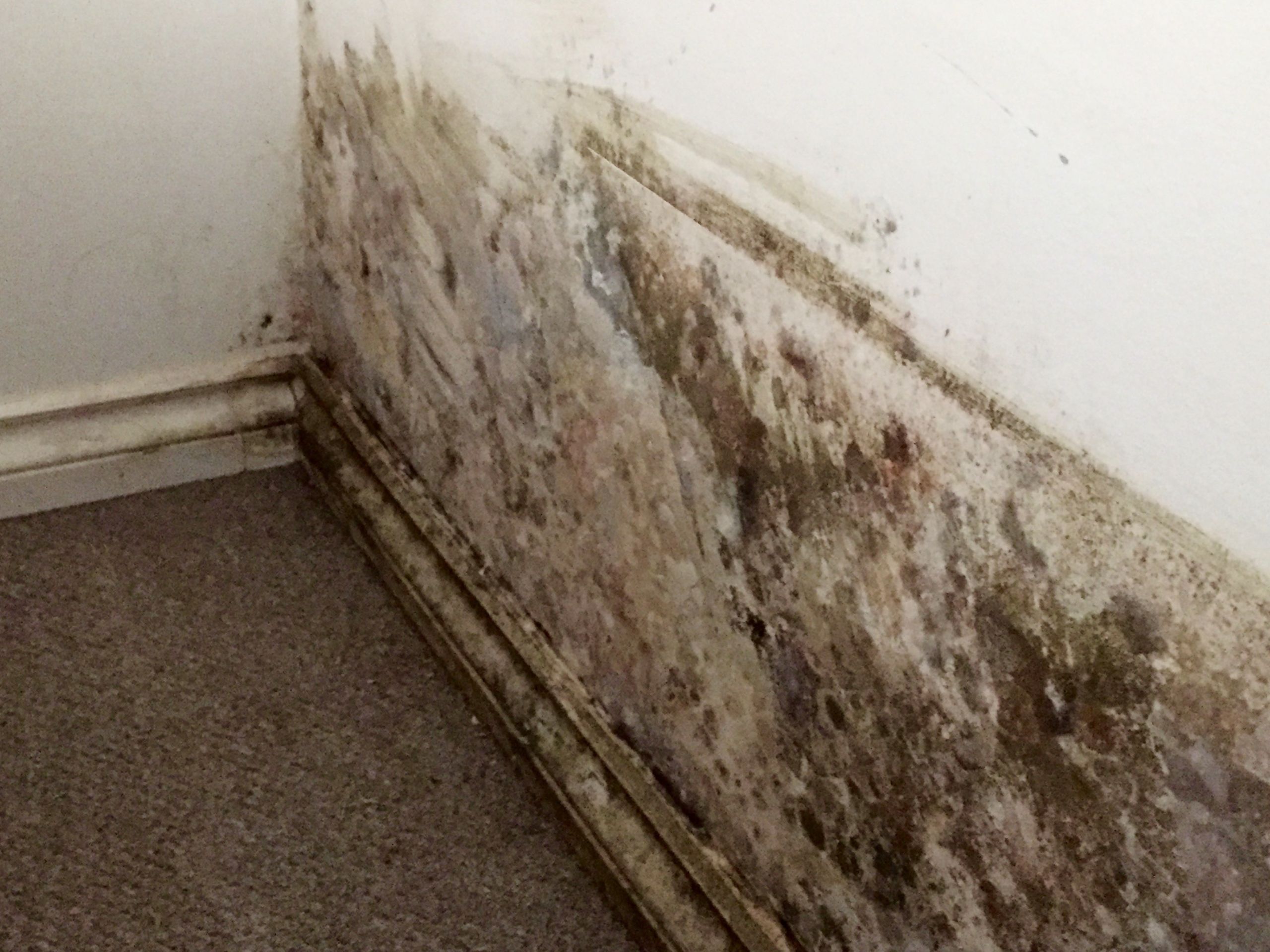 Mold On Wall In Bedroom
 Mold Insight Blog Check Out Our Blog For The Latest Mold News