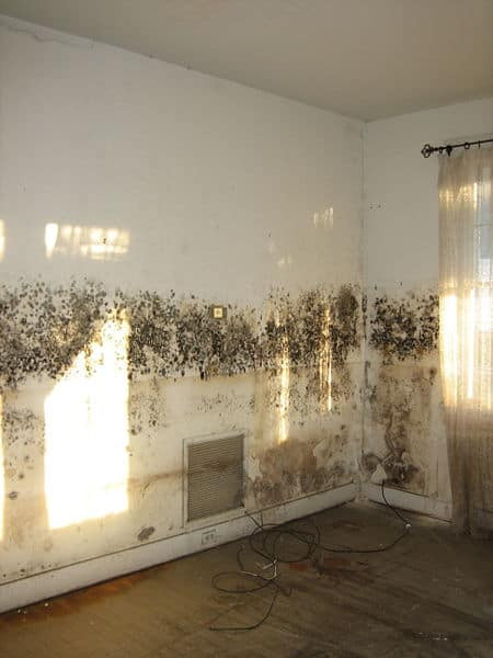 Mold On Wall In Bedroom
 The effects of damp in houses and how to solve the problem