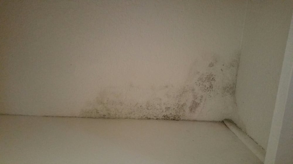 Mold On Wall In Bedroom
 Black mold found in my child s bedroom in the linen closet
