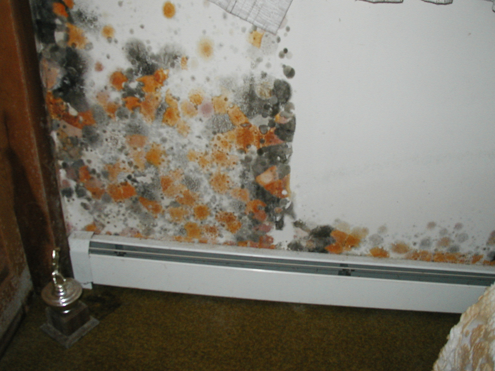 Mold On Wall In Bedroom
 Microbial Mold Testing Services