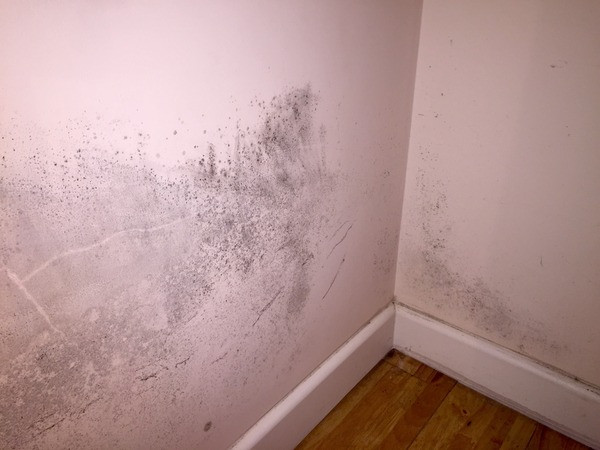 Mold On Wall In Bedroom
 Purple Mold Walls &EB72 – Roc munity