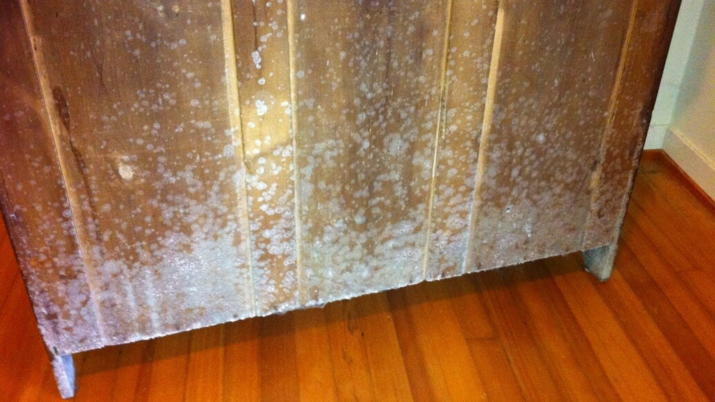 Mold On Wall In Bedroom
 Mold on Furniture