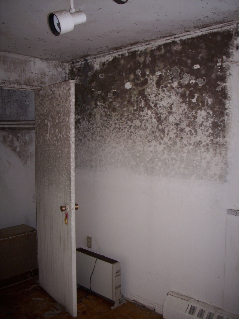 Mold On Wall In Bedroom
 Gallery