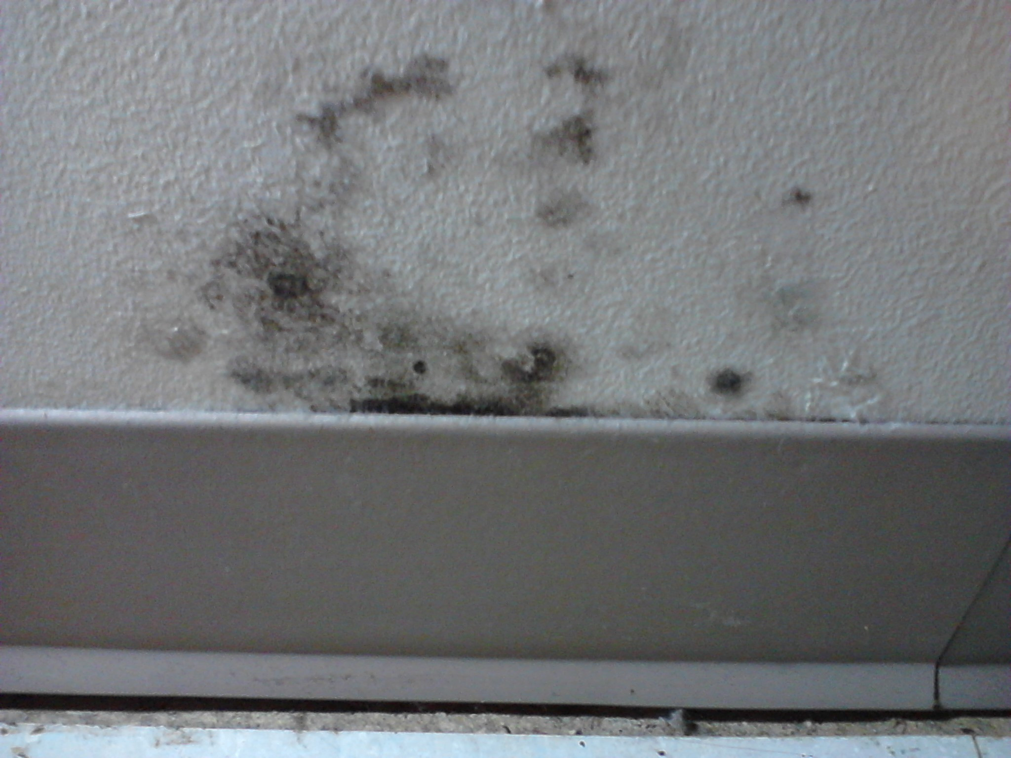 Mold On Wall In Bedroom
 Assaulted by Evil Landlord s Evil Son
