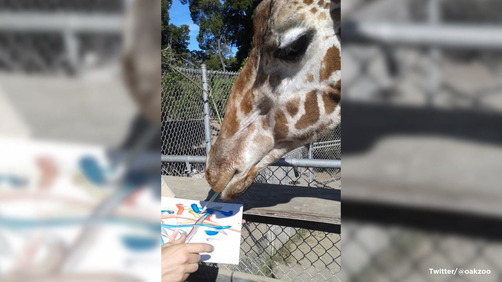 Oakland Zoo Birthday Party
 Benghazi Oakland Zoo s painting giraffe celebrates