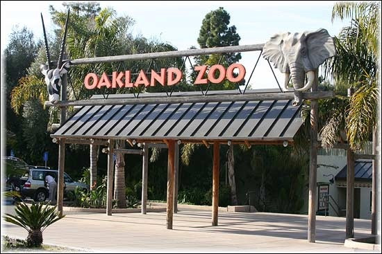 Oakland Zoo Birthday Party
 132 best Beautiful Oakland images on Pinterest