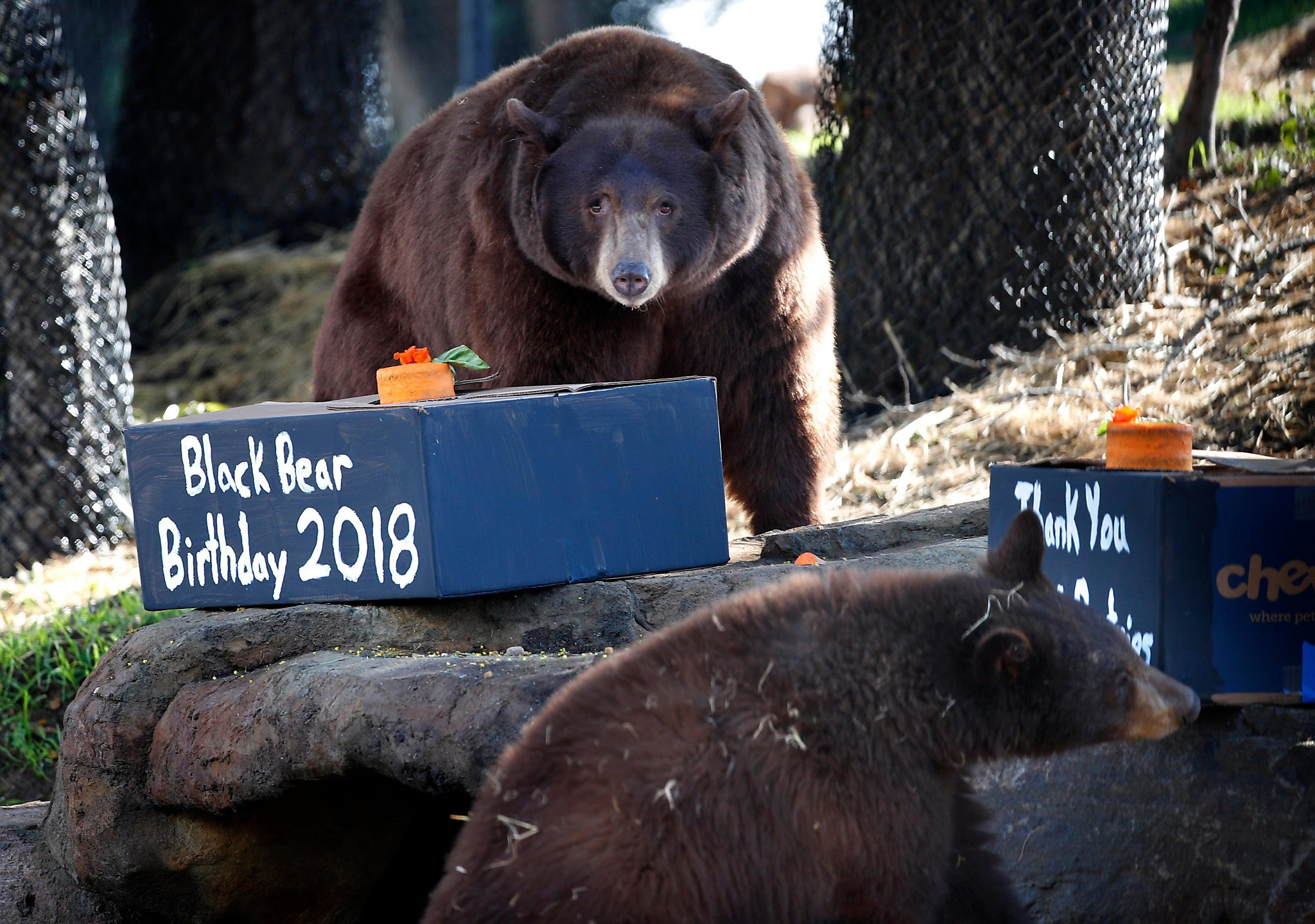 Oakland Zoo Birthday Party
 Black bears eat birthday cake in their new Oakland Zoo