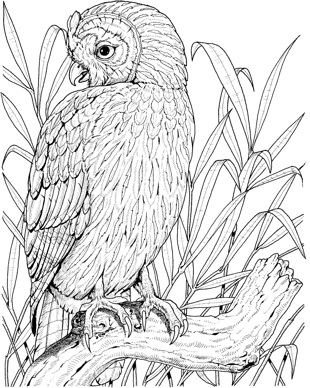 Owl Adult Coloring Pages
 Owl Coloring Pages