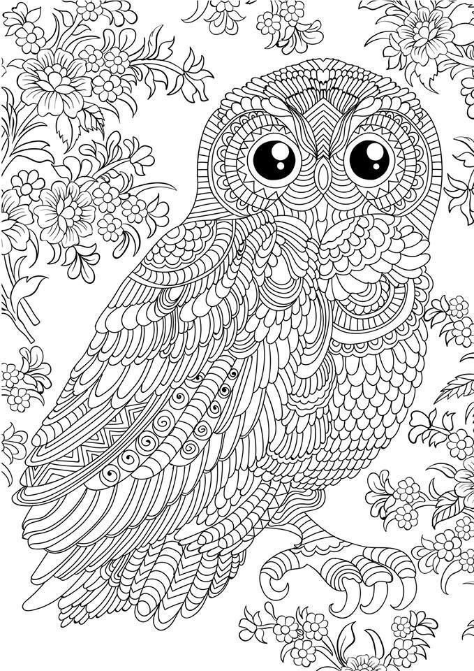 Owl Adult Coloring Pages
 n 679