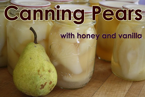Pear Recipes For Canning
 Canning pears is the perfect way to preserve your harvest