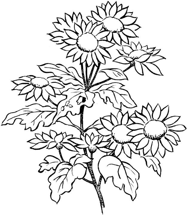Printable Coloring Pages For Adults Flowers
 Flower Coloring Pages for Adults Best Coloring Pages For