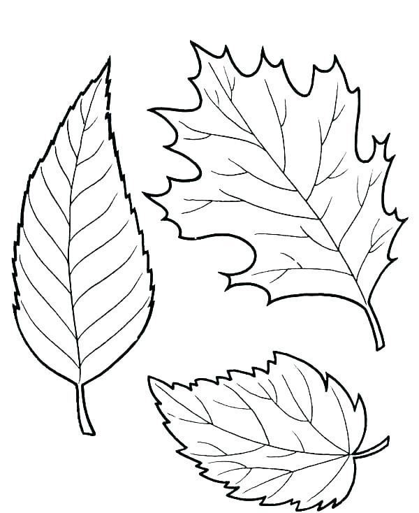 Printable Leaves Coloring Pages
 Fall Leaves Coloring Pages Best Coloring Pages For Kids