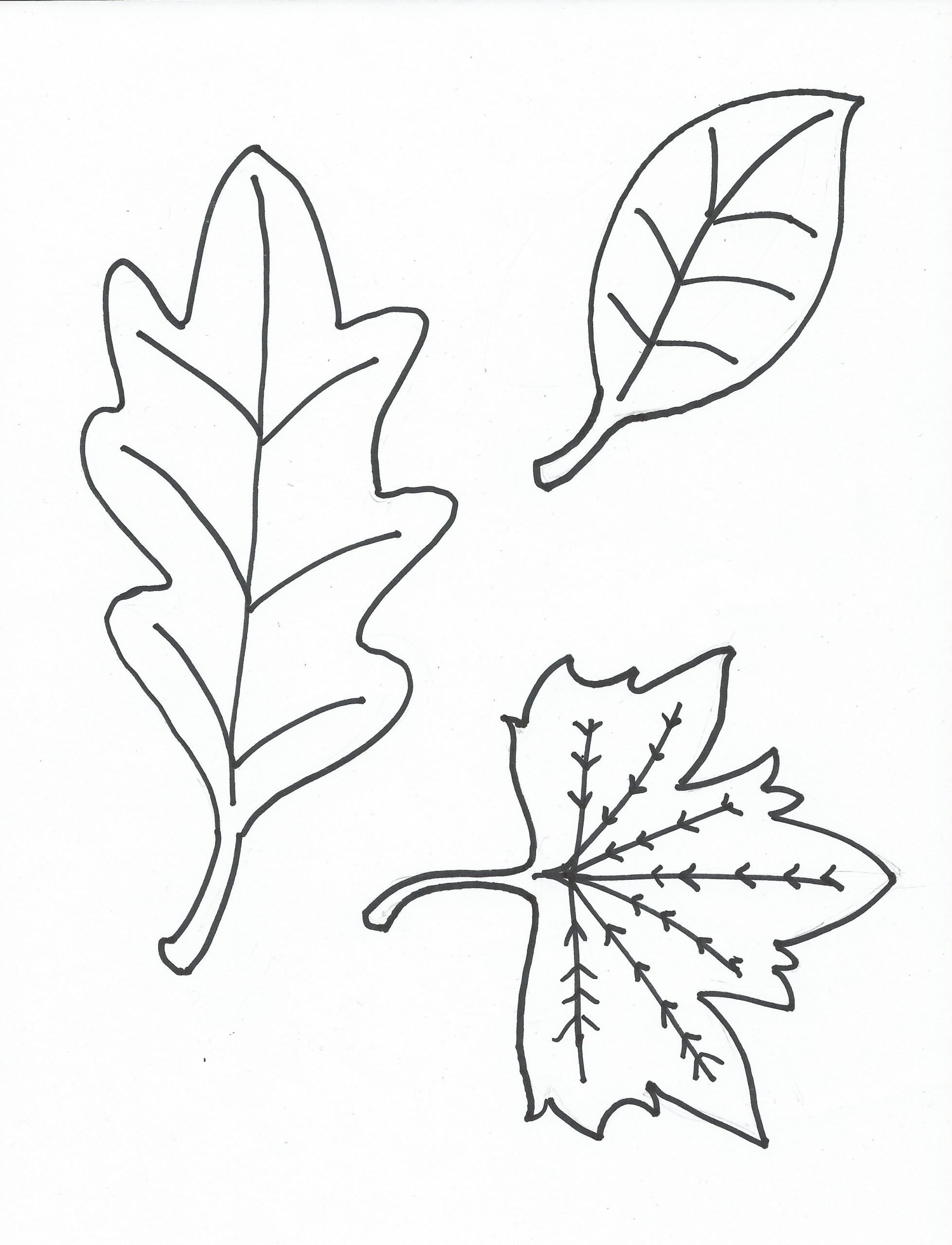 Printable Leaves Coloring Pages
 Printable Coloring Pages Free Samples & Free Stuff