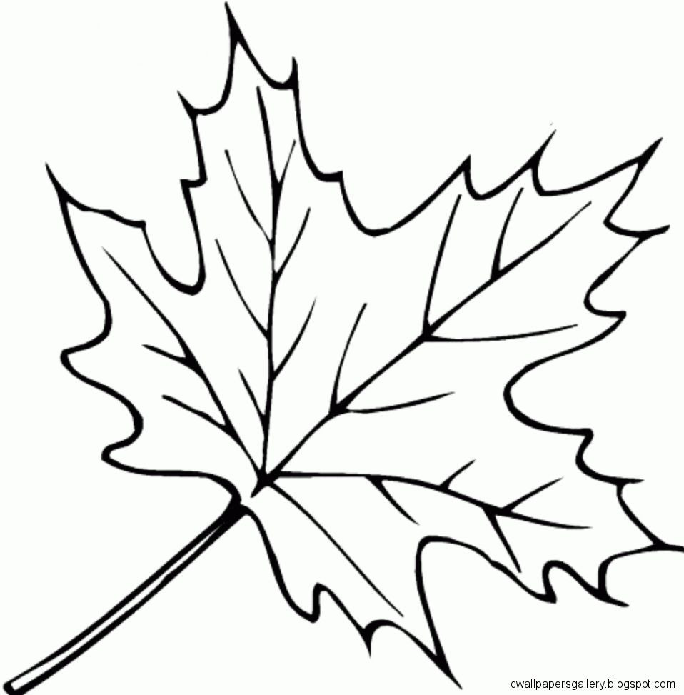 Printable Leaves Coloring Pages
 Autumn Leaves Drawing