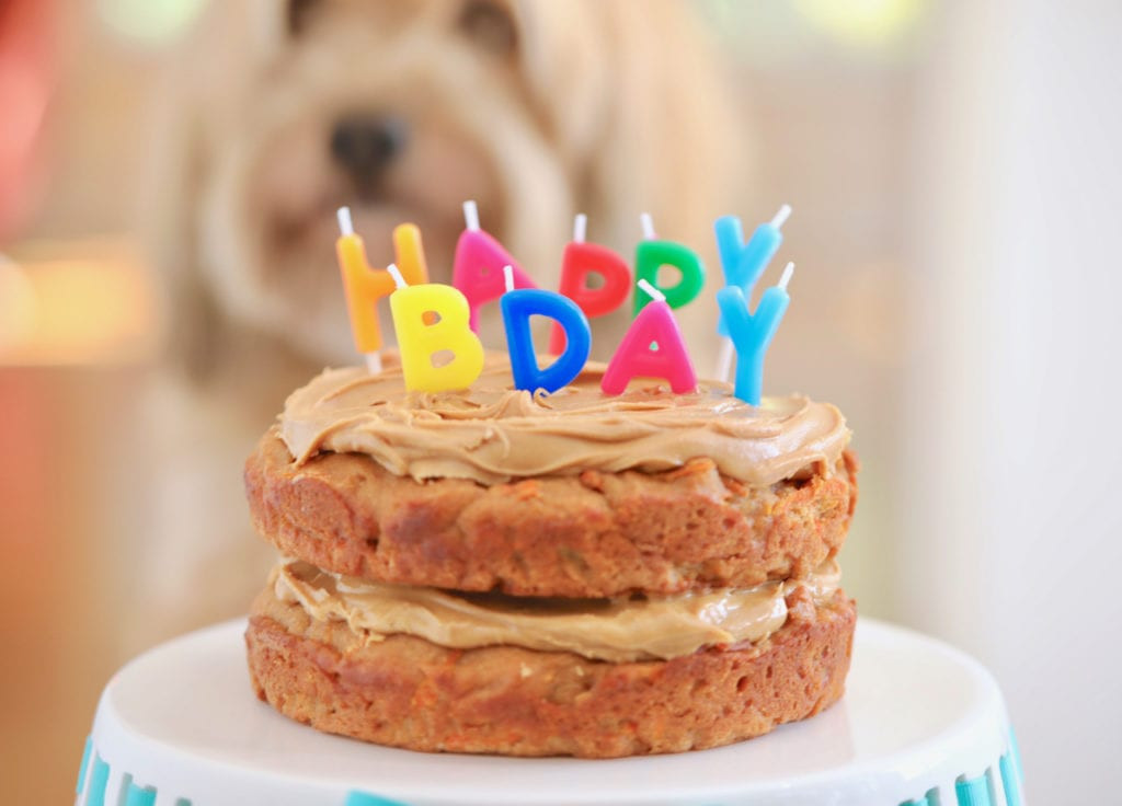 Recipes For Dog Birthday Cake
 Dog Birthday Cake Recipe For Your Furry Friend Bigger