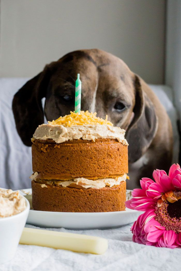Recipes For Dog Birthday Cake
 Mini Dog Birthday Cake Recipe