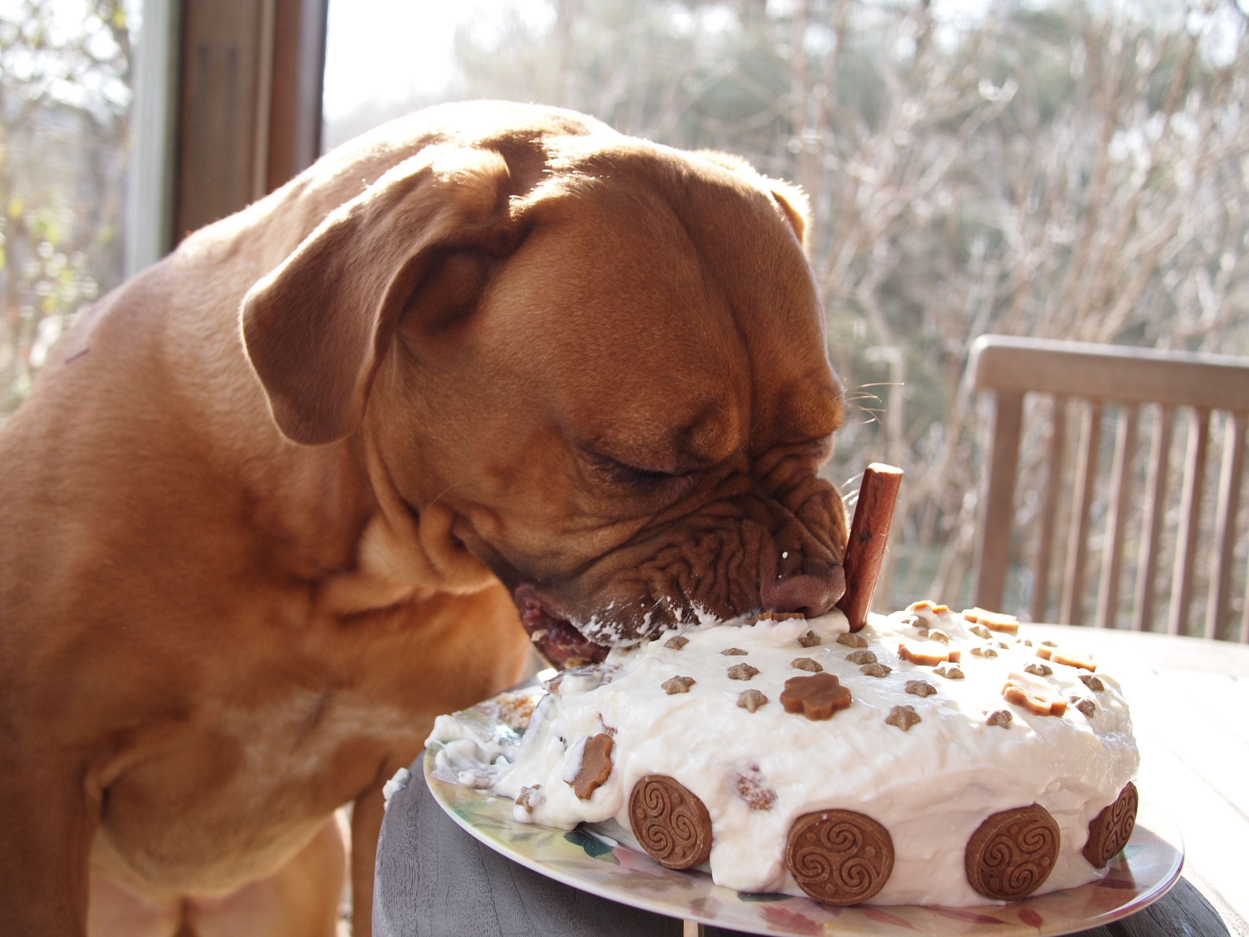 Recipes For Dog Birthday Cake
 How to bake a healthy dog birthday cake