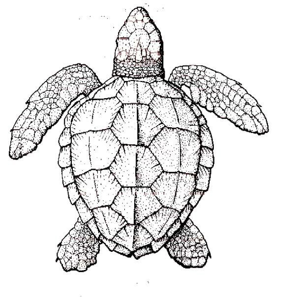Sea Turtle Coloring Pages For Adults
 2295 best images about engraving on Pinterest