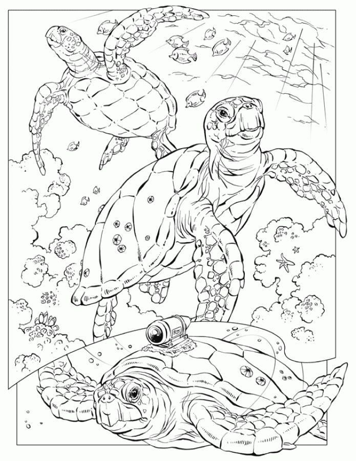 Sea Turtle Coloring Pages For Adults
 Realistic sea Turtle coloring pages for adults