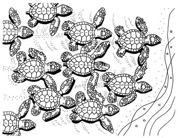 Sea Turtle Coloring Pages For Adults
 Baby Sea Turtles coloring page sea turtle art by