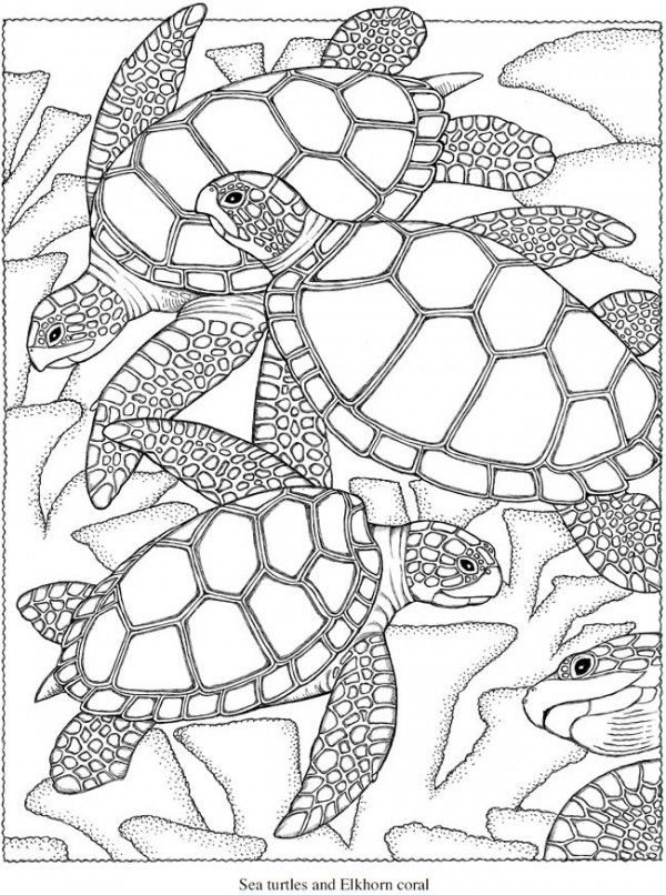 Sea Turtle Coloring Pages For Adults
 Freebie Sea Turtle Coloring Page – Stamping