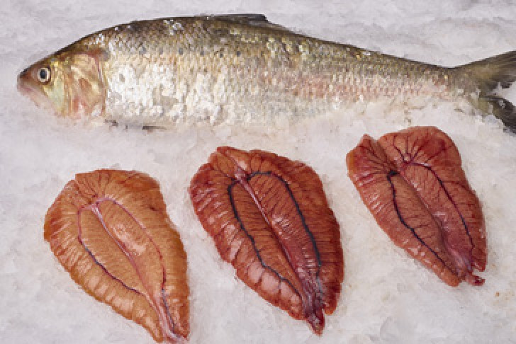 Shad Fish Recipes
 Fresh Seafood & Shellfish Exotic Varieties