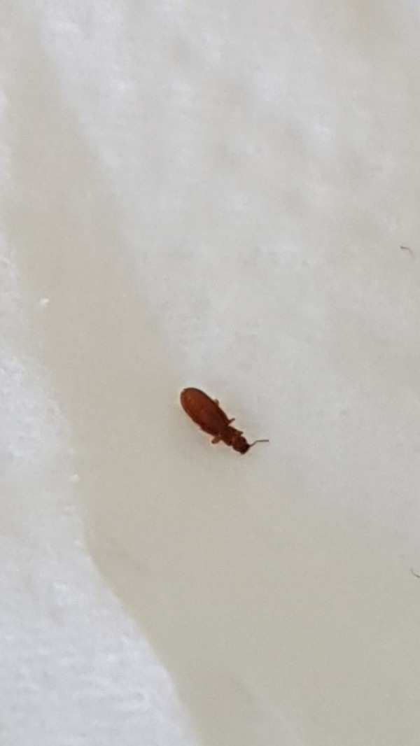 Small Bugs In Bathroom
 Identifying Small Brown Bugs