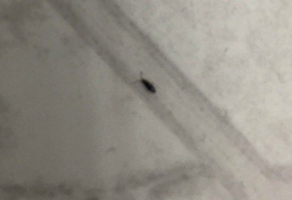 Small Bugs In Bathroom
 What Kind of Bug Is This
