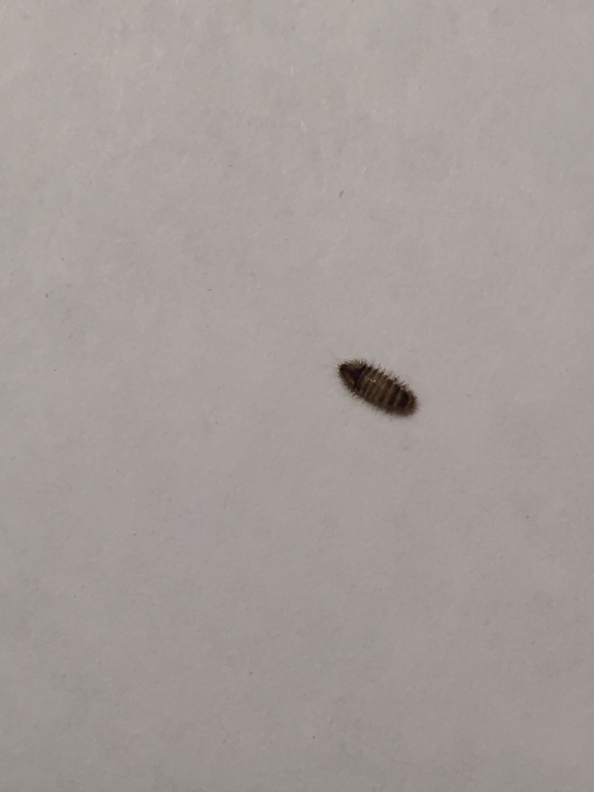 Small Bugs In Bathroom
 [Raleigh NC] Small bugs 5mm found in carpet under bed