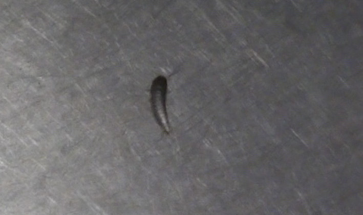 Small Bugs In Bathroom
 What is the name of this bug